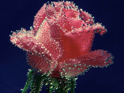 flowers_9.jpg