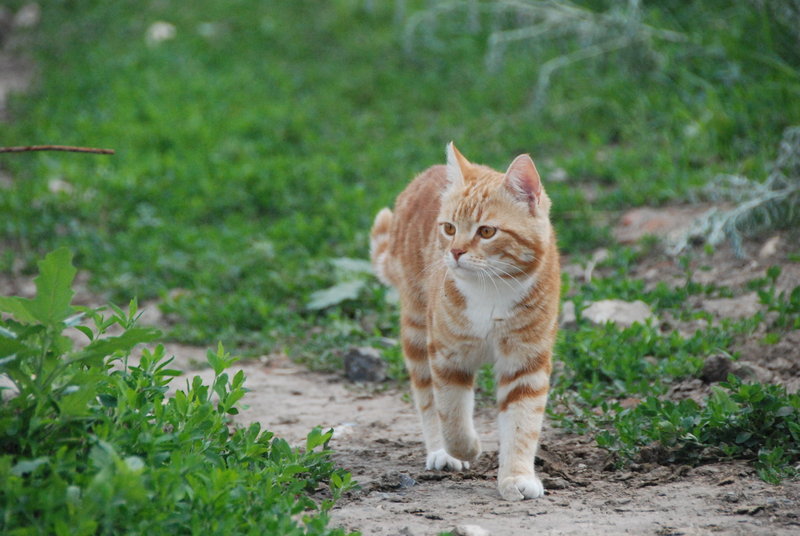 DSC_0398.jpg